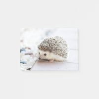 Niedliches Baby-Igels-Tier