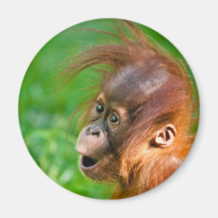 Niedliches Baby-Orang-Utan sieht auf Wunder aus Magnet