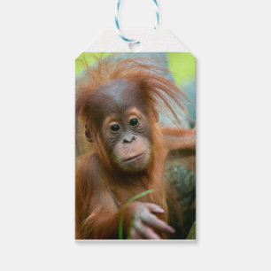 Niedliches Baby Orangutan mit Blick nach vorne Geschenkanhänger