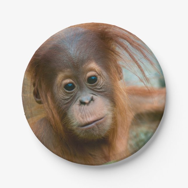 Niedliches Baby Orangutan mit Blick nach vorne Pappteller (Vorderseite)