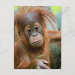Niedliches Baby Orangutan mit Blick nach vorne Postkarte