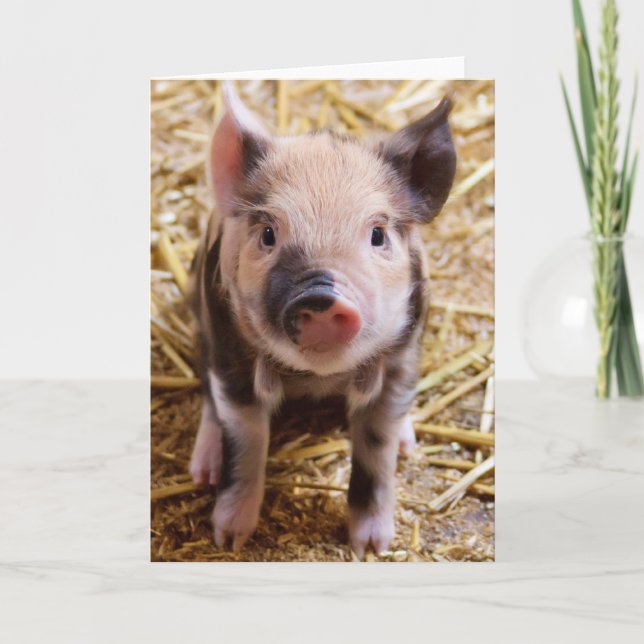 Niedliches Baby Piglet Farm Animals Barnyard Babys Karte (Vorderseite)