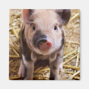 Niedliches Baby Piglet Farm Animals Barnyard Babys Magnet