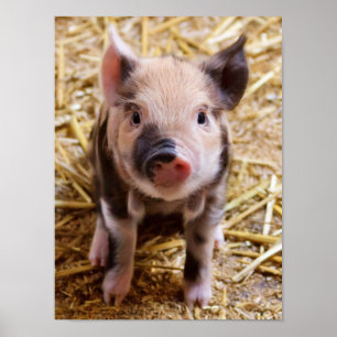 Niedliches Baby Piglet Farm Animals Barnyard Babys Poster