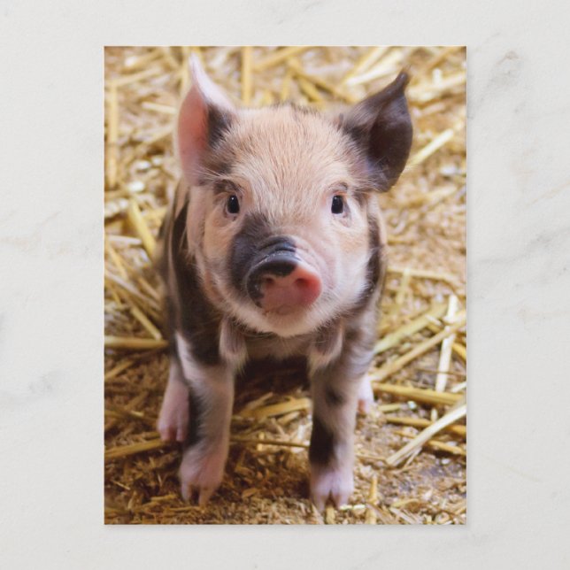 Niedliches Baby Piglet Farm Animals Barnyard Babys Postkarte (Vorderseite)