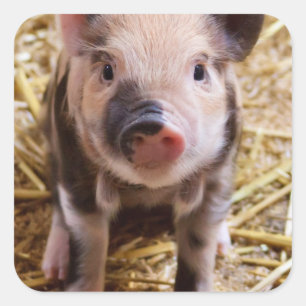 Niedliches Baby Piglet Farm Animals Barnyard Babys Quadratischer Aufkleber