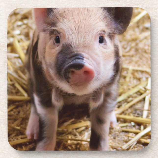 Niedliches Baby Piglet Farm Animals Barnyard Babys Untersetzer (Vorderseite)
