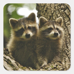 Niedliches Baby Raccoons Foto Quadratischer Aufkleber
