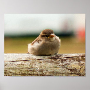 Niedliches Baby Sparrow Bird-Foto Poster