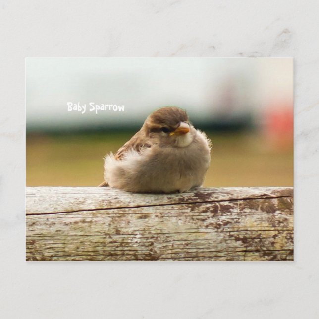 Niedliches Baby Sparrow Bird-Foto Postkarte (Vorderseite)