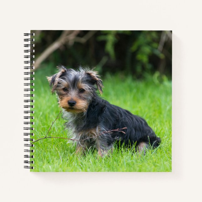 Niedliches Baby Yorkshire Terrier Welpe traurige A Notizbuch (Vorderseite)