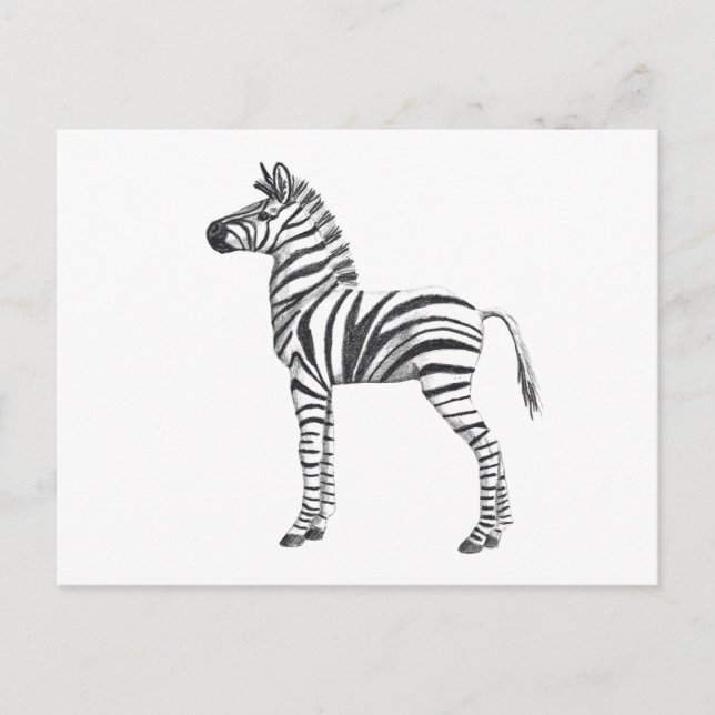 Niedliches Baby Zebra Zeichnend Postkarte (Vorderseite)
