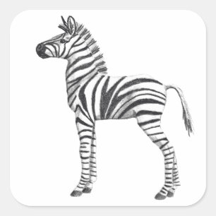 Niedliches Baby Zebra Zeichnend Quadratischer Aufkleber