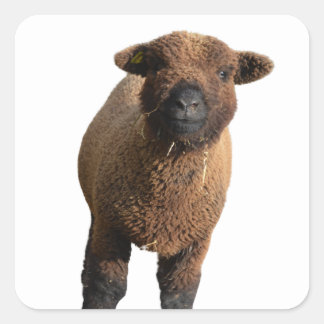Niedliches Babydoll Südschwarzes Lamm Quadratischer Aufkleber
