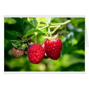 Niedliches Beeren Foto Himbeeren BlackBerry Obst
