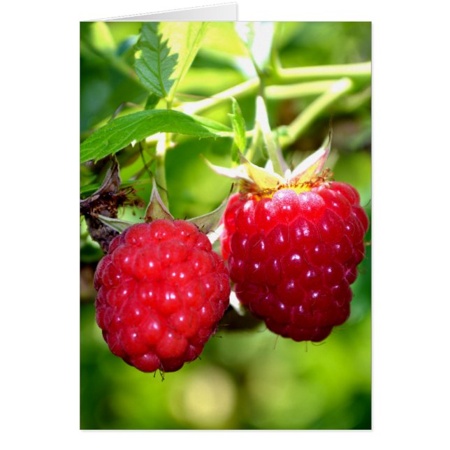 Niedliches Beeren Foto Himbeeren BlackBerry Obst (Vorne)