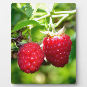 Niedliches Beeren Foto Himbeeren BlackBerry Obst Fotoplatte