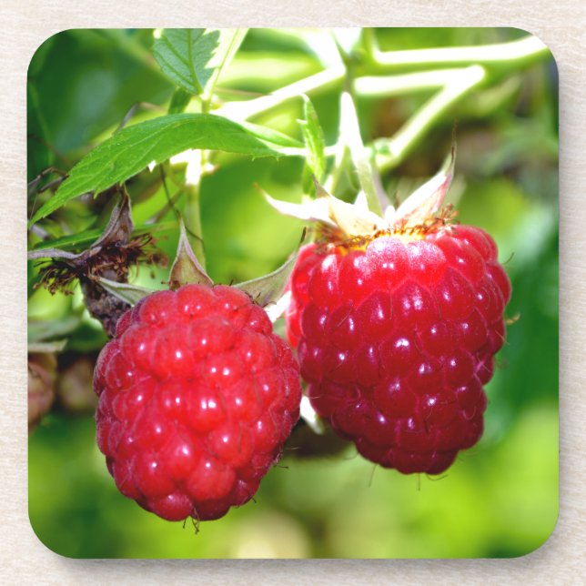 Niedliches Beeren Foto Himbeeren BlackBerry Obst Untersetzer (Vorderseite)