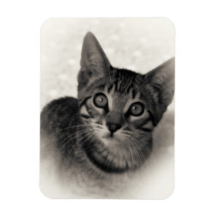 Niedliches bengalisches Kätzchen Magnet
