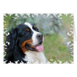 Niedliches Bernese