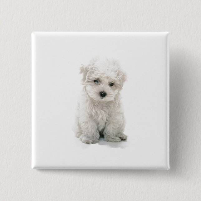 Niedliches Bichon Frise quadratisches Button (Vorderseite)