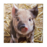 Niedliches Bild eines Säuglings Fliese<br><div class="desc">Das beliebte,  rosa Schweinebild startet vom Bauernhof auf Holiday Geschenken. Erschwingliche Geschenke zum Valentinstag,  St.Patrick's Day,  Ostern,  Geburtstagsgeschenke und vieles mehr. Beste verkaufte trendy zazzle einfach zu bedienen qpc Vorlagen. Fügen Sie einen Namen oder ein Zitat zu personalize.Benutzerdefinierte Geschenke werden immer geschätzt.</div>