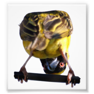 Niedliches Birdie-Foto (Satin) Fotodruck