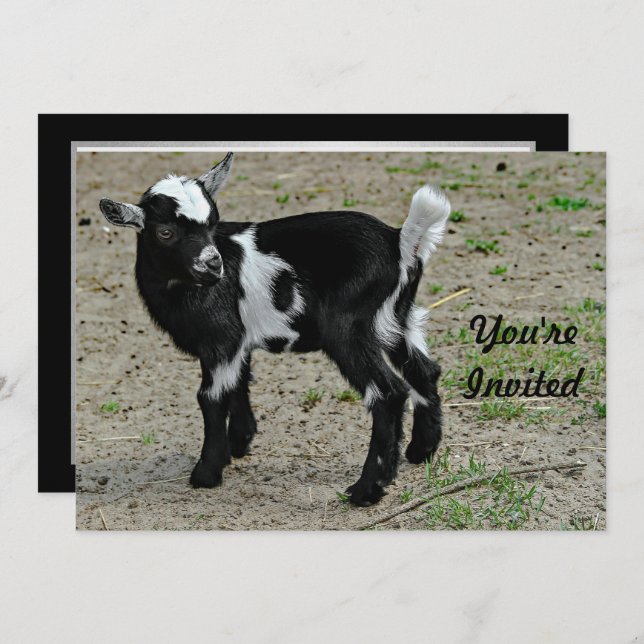 Niedliches Black and White Baby Goat Foto Geburtst Einladung (Vorne/Hinten)