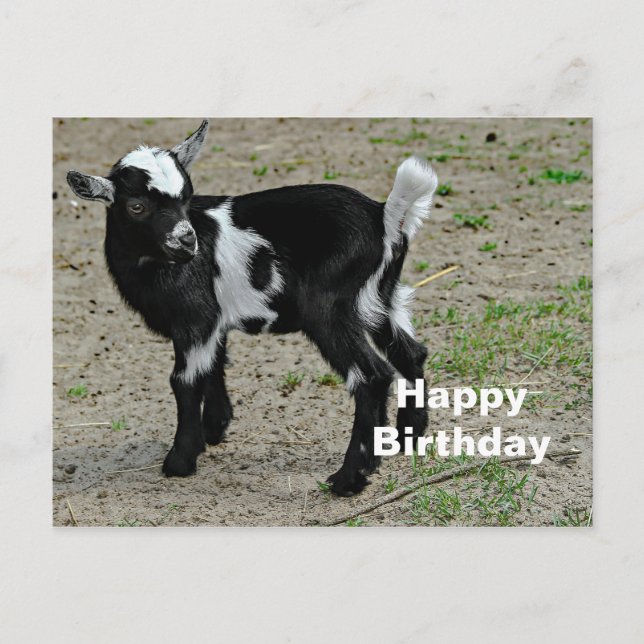 Niedliches Black and White Baby Goat Foto Geburtst Postkarte (Vorderseite)