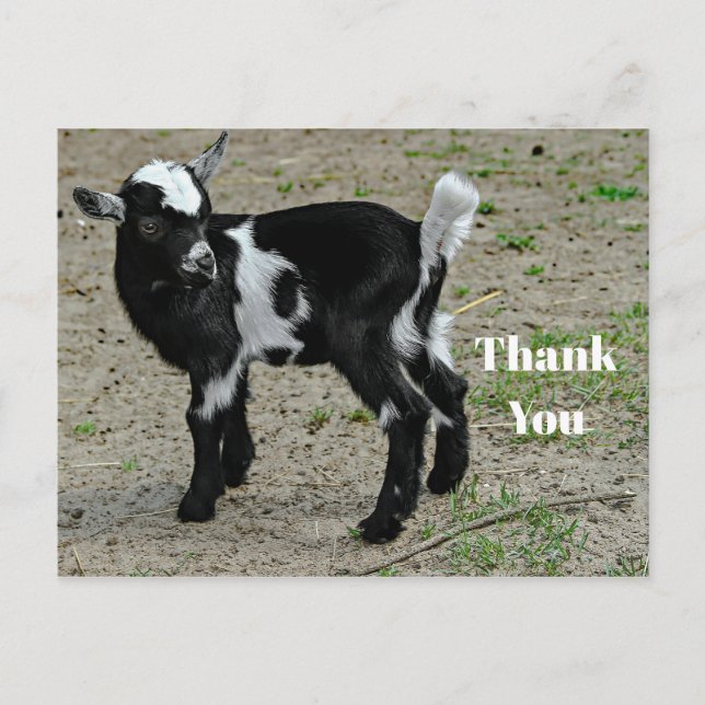 Niedliches Black and White Baby Goat Foto Vielen D Postkarte (Vorderseite)