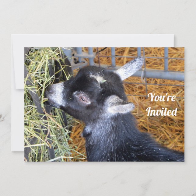 Niedliches Black Baby Goat Eating Hay Foto Einladung (Vorderseite)