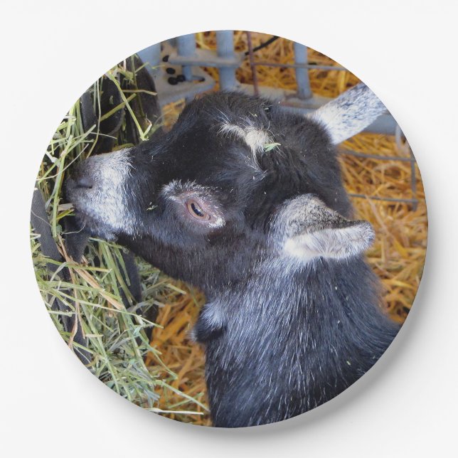 Niedliches Black Baby Goat Eating Hay Foto Pappteller (Vorderseite)