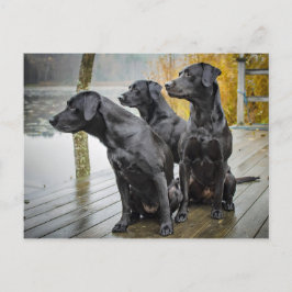 Niedliches Black Lab Dock-Foto Postkarte
