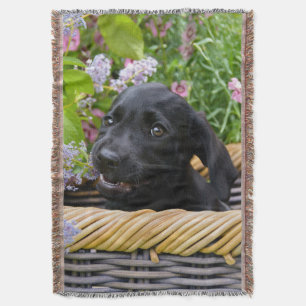 Niedliches Black Labrador Retriever Doppy Pet Foto Decke
