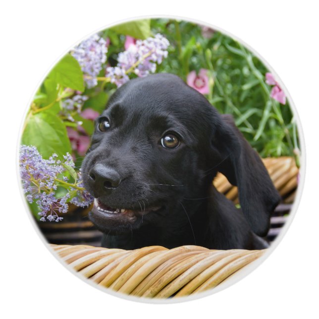 Niedliches Black Labrador Retriever Doppy Pet Foto Keramikknauf (Vorderseite)