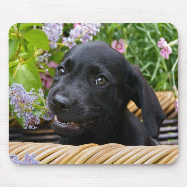 Niedliches Black Labrador Retriever Doppy Pet Foto Mousepad (Vorne)