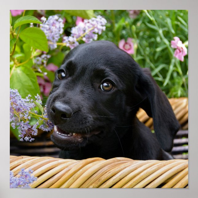 Niedliches Black Labrador Retriever Doppy Pet Foto Poster (Vorne)