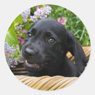 Niedliches Black Labrador Retriever Doppy Pet Foto Runder Aufkleber