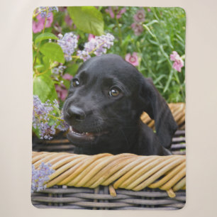 Niedliches Black Labrador Retriever Doppy Pet Foto Sherpadecke