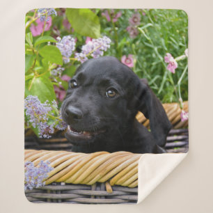 Niedliches Black Labrador Retriever Doppy Puppy Fo Sherpadecke