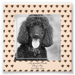 Niedliches Black Poodle Hunde FOTO mit dem Namen K