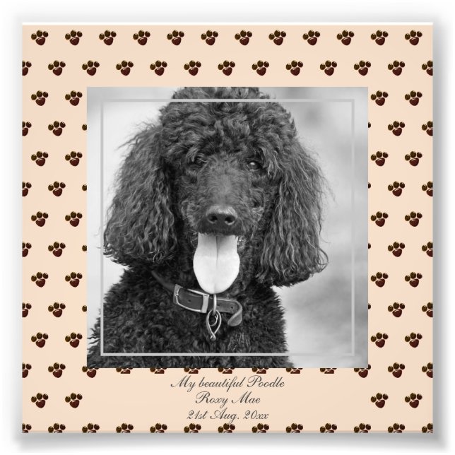 Niedliches Black Poodle Hunde FOTO mit dem Namen K (Vorne)