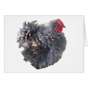 Niedliches Blue Frizzle Cochin Bantam Rooster-Hühn