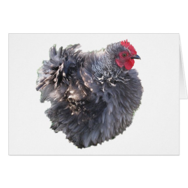 Niedliches Blue Frizzle Cochin Bantam Rooster-Hühn (Vorderseite (Horizontal))
