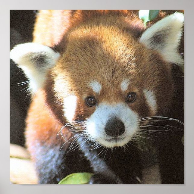 Niedliches Braunbär-Foto Poster (Vorne)