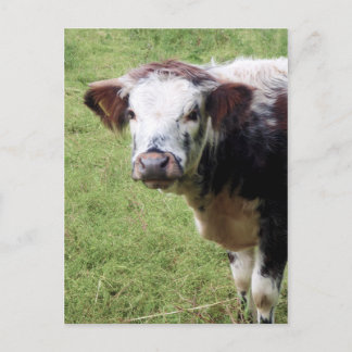 Niedliches Braunes und Weißes Kalb (Jungkühe) Post Postkarte