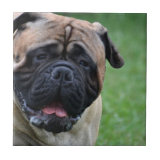 Niedliches Bullmastiff Fliese
