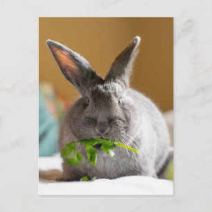 Niedliches Bunny Rabbit Eating Veggies Postkarte