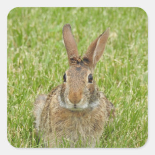 Niedliches Bunny Rabbit Quadratischer Aufkleber