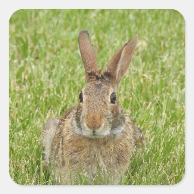 Niedliches Bunny Rabbit Quadratischer Aufkleber (Vorderseite)